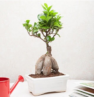 Exotic Ficus Bonsai ginseng  Burdur iek servisi , ieki adresleri 