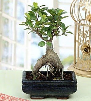 Appealing Ficus Ginseng Bonsai  Burdur anneler gn iek yolla 