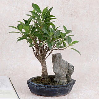 Japon aac Evergreen Ficus Bonsai  Burdur iek gnderme sitemiz gvenlidir 
