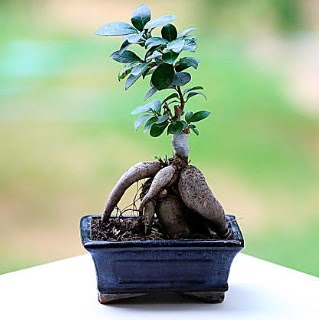 Marvellous Ficus Microcarpa ginseng bonsai  Burdur iek siparii vermek 