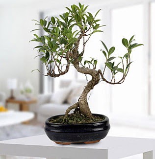 Gorgeous Ficus S shaped japon bonsai  Burdur yurtii ve yurtd iek siparii 