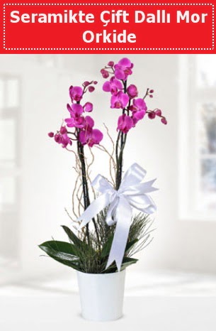 Seramikte Çift Dallı Mor Orkide  Burdur anneler günü çiçek yolla 
