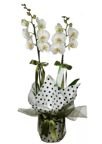 ift Dall Beyaz Orkide  Burdur 14 ubat sevgililer gn iek 