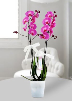 Çift dallı mor orkide  Burdur çiçekçiler 