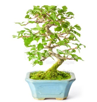 S zerkova bonsai ksa sreliine  Burdur nternetten iek siparii 
