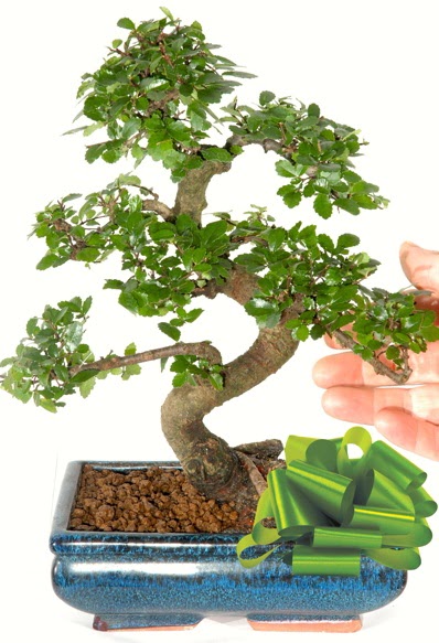 Yaklak 25 cm boyutlarnda S bonsai  Burdur iek siparii sitesi 