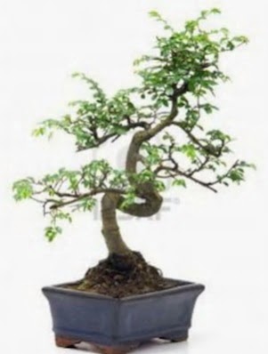 S gvde bonsai minyatr aa japon aac  Burdur iek sat 