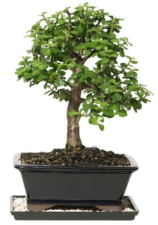 15 cm civar Zerkova bonsai bitkisi  Burdur iek siparii sitesi 