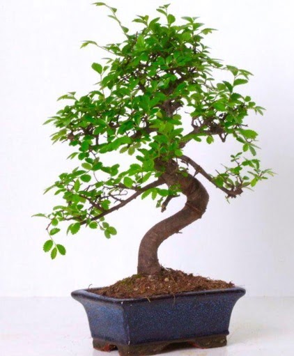 S gvdeli bonsai minyatr aa japon aac  Burdur iek gnderme sitemiz gvenlidir 