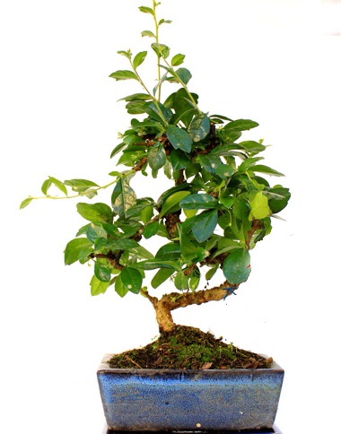 S gvdeli carmina bonsai aac  Burdur iek yolla  Minyatr aa