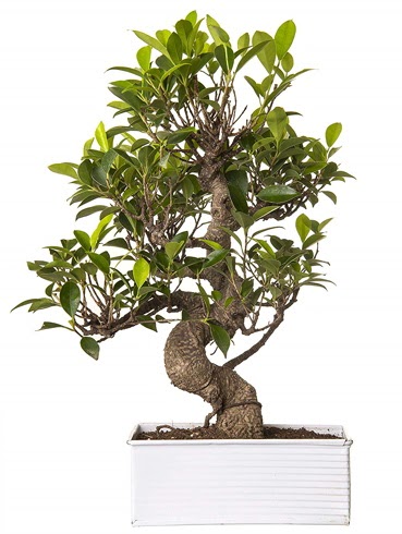 Exotic Green S Gvde 6 Year Ficus Bonsai  Burdur iek gnderme sitemiz gvenlidir 