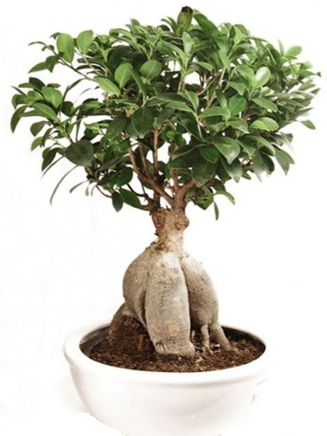 Ginseng bonsai japon aac ficus ginseng  Burdur nternetten iek siparii 