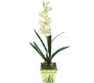 Özel Yapay Orkide Beyaz   Burdur online çiçekçi , çiçek siparişi 