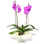  Burdur çiçek satışı  Cam yada mika vazo içerisinde  1 kök orkide