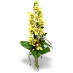  Burdur İnternetten çiçek siparişi  cam vazo içerisinde tek dal canli orkide