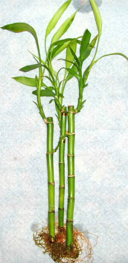 Lucky Bamboo 3 adet vazo hediye edilir   Burdur cicek , cicekci 