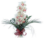  Burdur çiçek siparişi sitesi  Dal orkide ithal iyi kalite