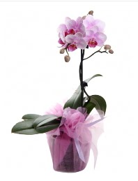 1 dal pembe orkide saksı çiçeği  Burdur kaliteli taze ve ucuz çiçekler 
