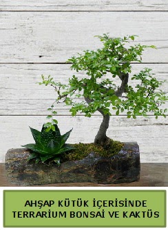 Ahşap kütük bonsai kaktüs teraryum  Burdur internetten çiçek siparişi 