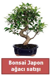 Japon ağacı bonsai satışı  Burdur çiçek siparişi sitesi 