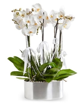 Beş dallı metal saksıda beyaz orkide  Burdur çiçek yolla 