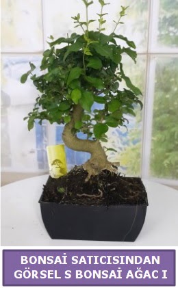 S dal eğriliği bonsai japon ağacı  Burdur çiçek satışı 