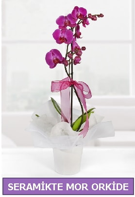 Seramik içerisinde birinci kalite tek dallı mor orkide  Burdur İnternetten çiçek siparişi 
