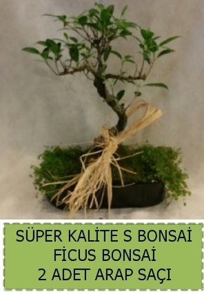 Ficus S Bonsai ve arap saçı  Burdur çiçekçi telefonları 