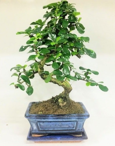 S Bonsai japon ağacı bitkisi  Burdur uluslararası çiçek gönderme 