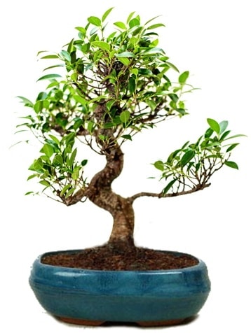 25 cm ile 30 cm aralığında Ficus S bonsai  Burdur çiçek gönderme sitemiz güvenlidir 